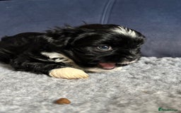 Lhasa Apso dogs for sale: Lhasa Apso Puppies – Tiny Tails, Big Hearts! - Image 32