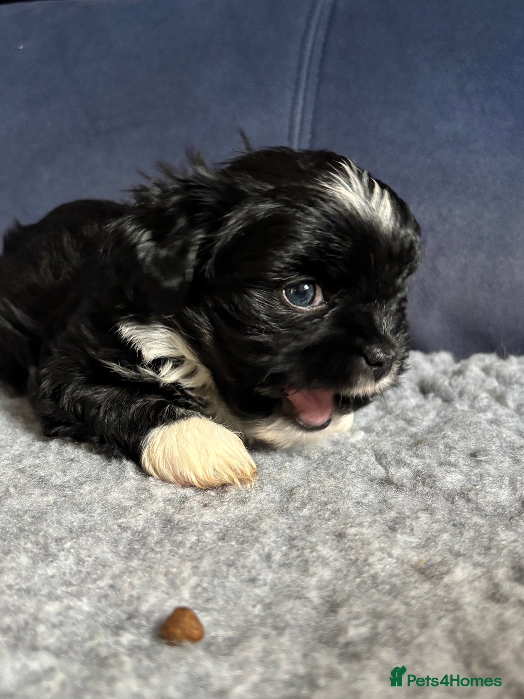 Lhasa Apso dogs for sale: Lhasa Apso Puppies – Tiny Tails, Big Hearts! - Image 32