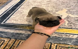 French Bulldog dogs for sale: 4 Little puppy original french bulldog 3 girls1 bo - Image 17