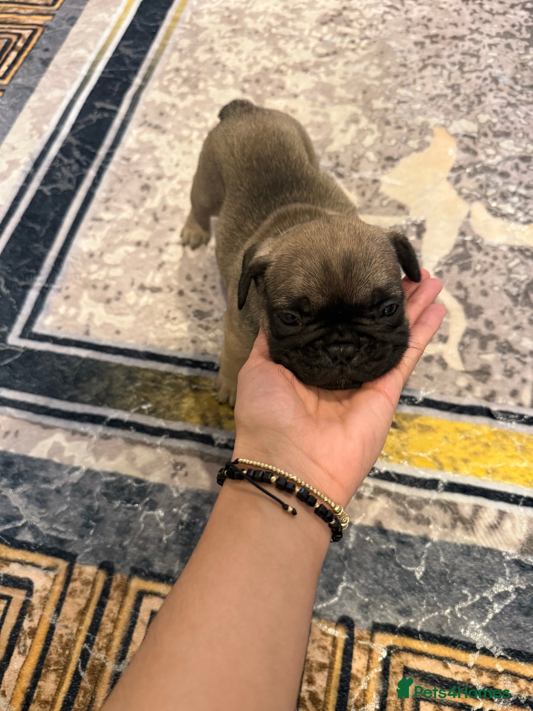 French Bulldog dogs for sale: 4 Little puppy original french bulldog 3 girls1 bo - Image 17