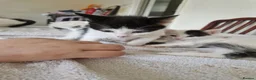 Mixed Breed cats for sale: Adorable kittens for sale  - Advert 8
