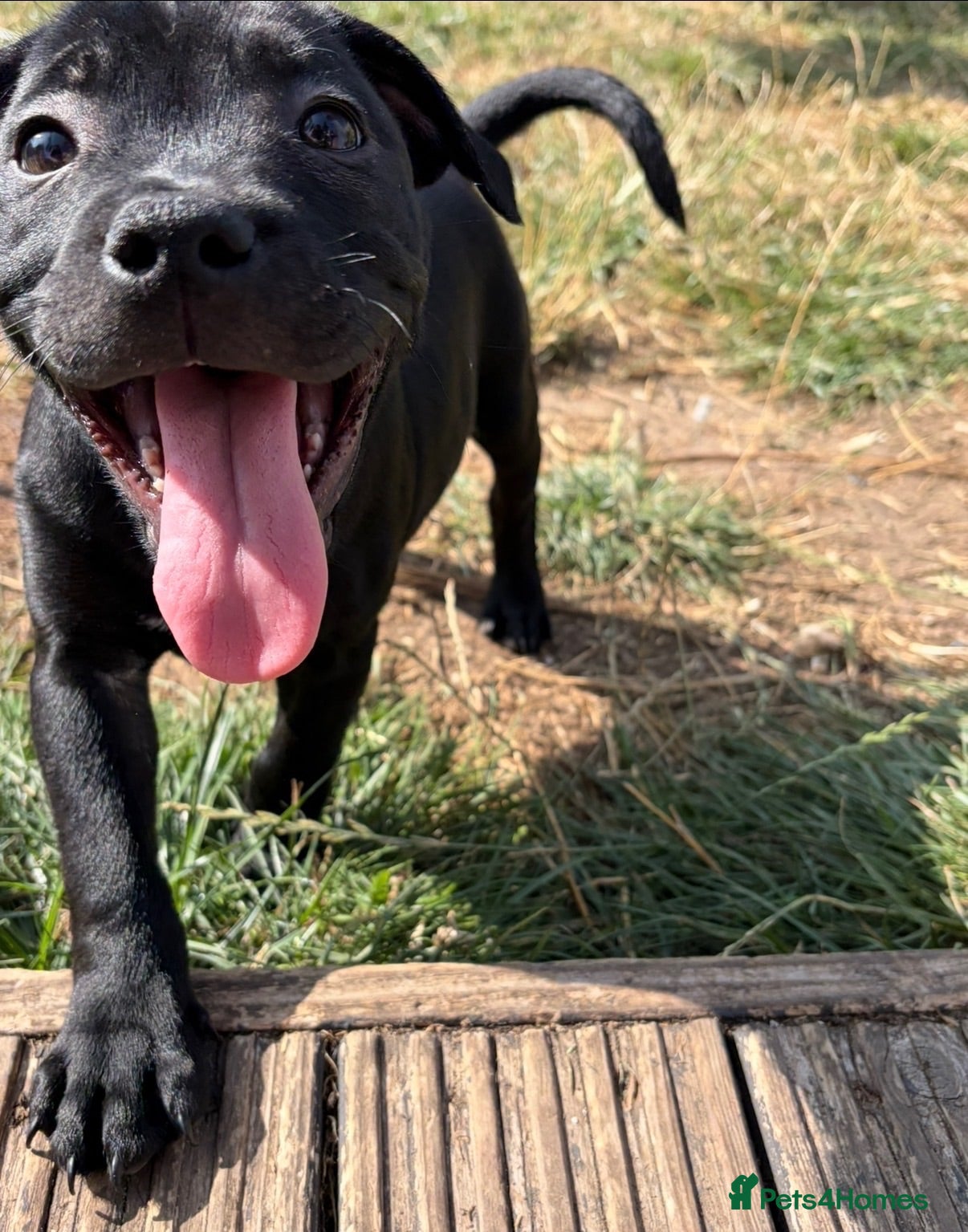 Staffordshire Bull Terrier dogs LAST PUPPY AVAILABLE!! OPEN TO OFFERS!!  - Advert 13