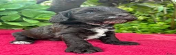 Cockapoo dogs for sale: F1 cockapoo puppies.  - Advert 13