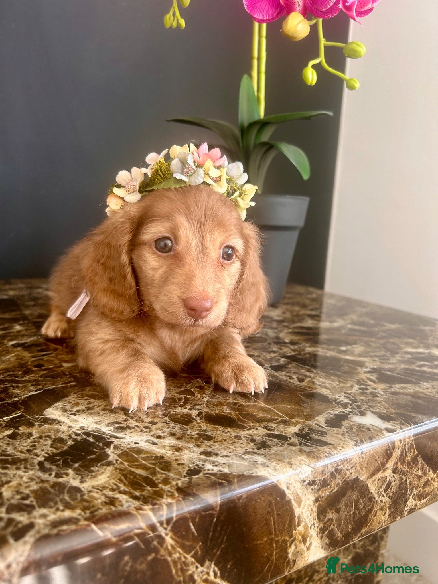 Miniature Dachshund dogs Chocolate & Cream Brindle    - Advert 11