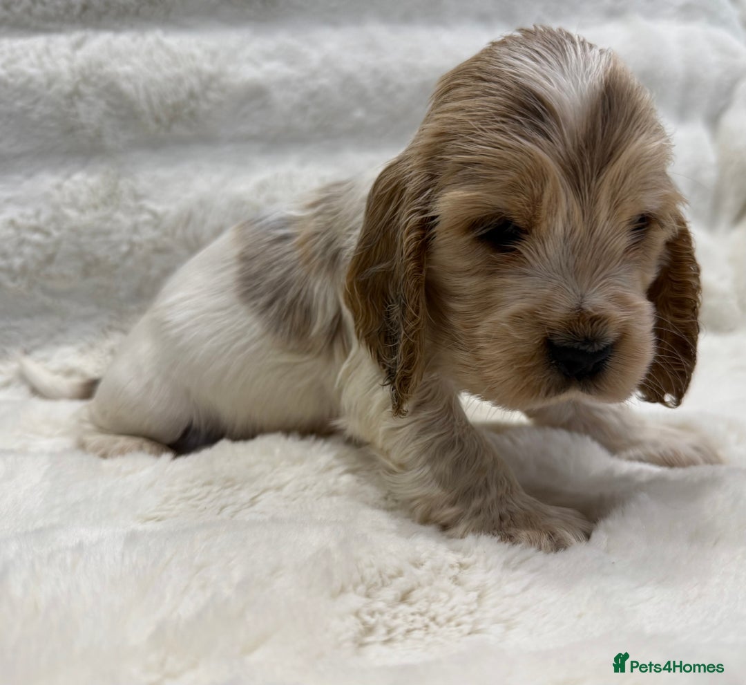 Cocker Spaniel dogs for sale: Kc Show type Cocker Spaniels  - Advert 6