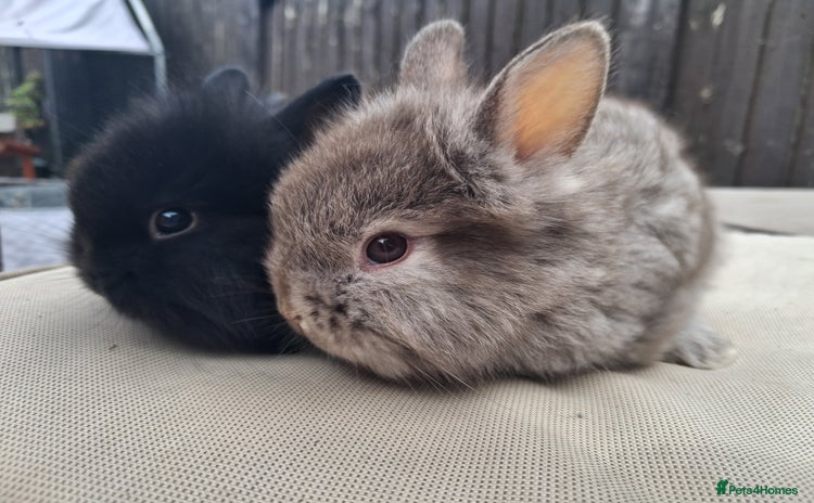 Mixed Breed rabbits - Advert 9