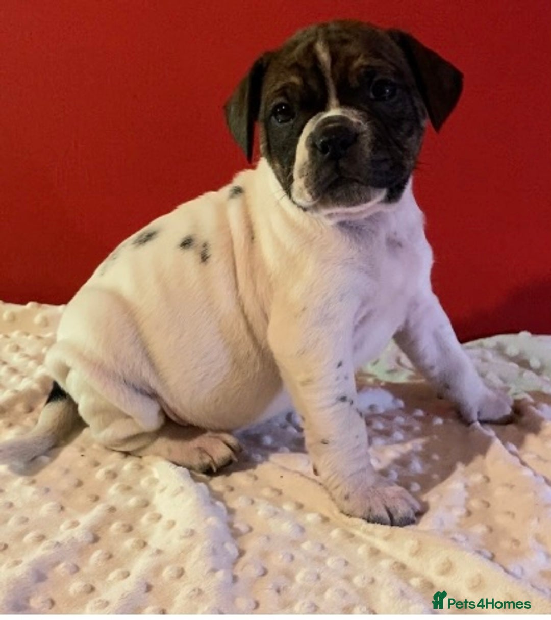 Alapaha Blue Blood Bulldog dogs for sale: TOP QUALITY PURE ALAPAHA BULLDOGS - Advert 19