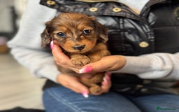 Dachshund dogs for sale: Miniature long hair dachshunds - Image 15