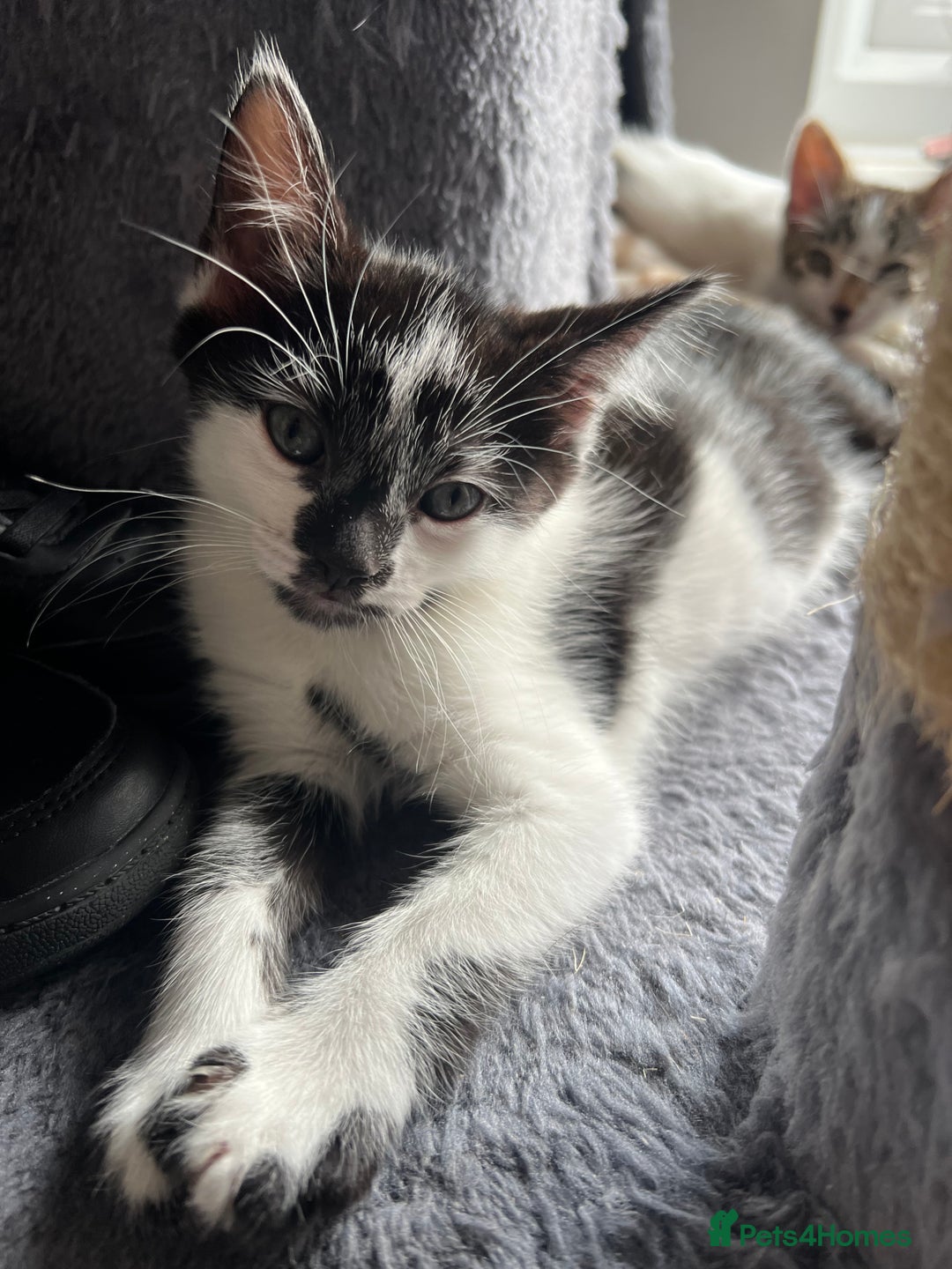 Mixed Breed cats for sale: 1 female left-Gorgeous Bengal X British Shorthair  - Advert 2