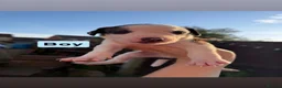 Mixed Breed dogs for sale: Staffordshire Bull Terrier × Whippet Puppies in Peterborough - Advert 8
