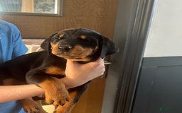 Dobermann dogs for sale: Doberman x Rottweiler pups  - Image 1