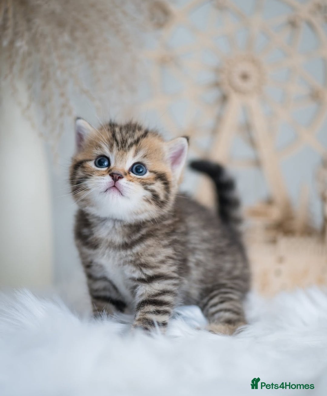 British Shorthair cats for sale: Lovely golden spotted British shorthair kitten. - Image 5