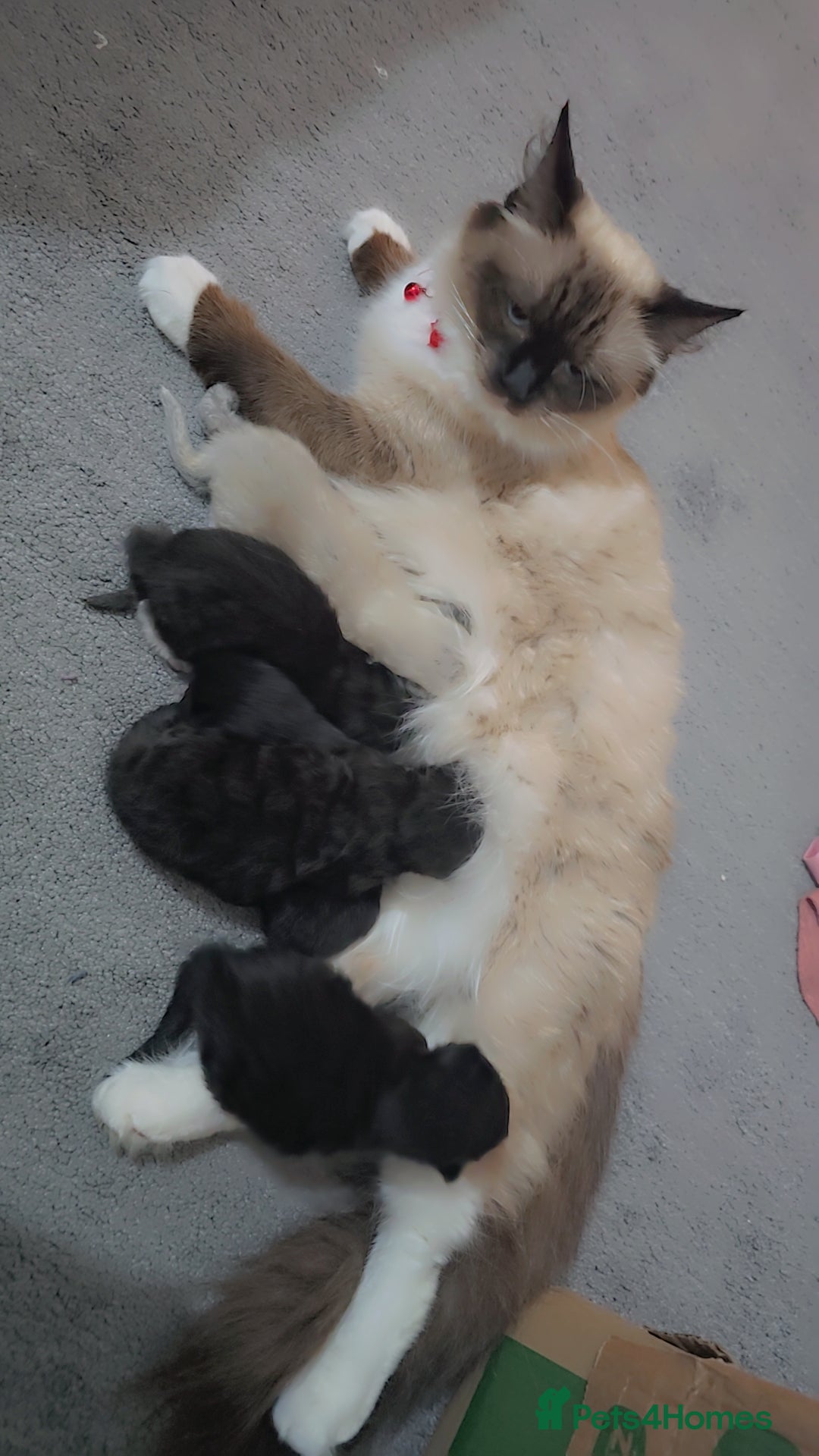 Maine Coon cats for sale: Stunning mainecoon/ragdoll babies - Advert 3