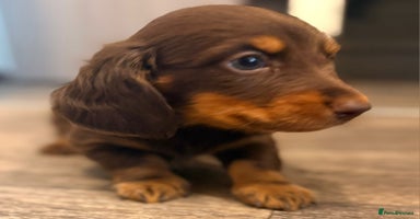 Dachshund dogs - Advert 15