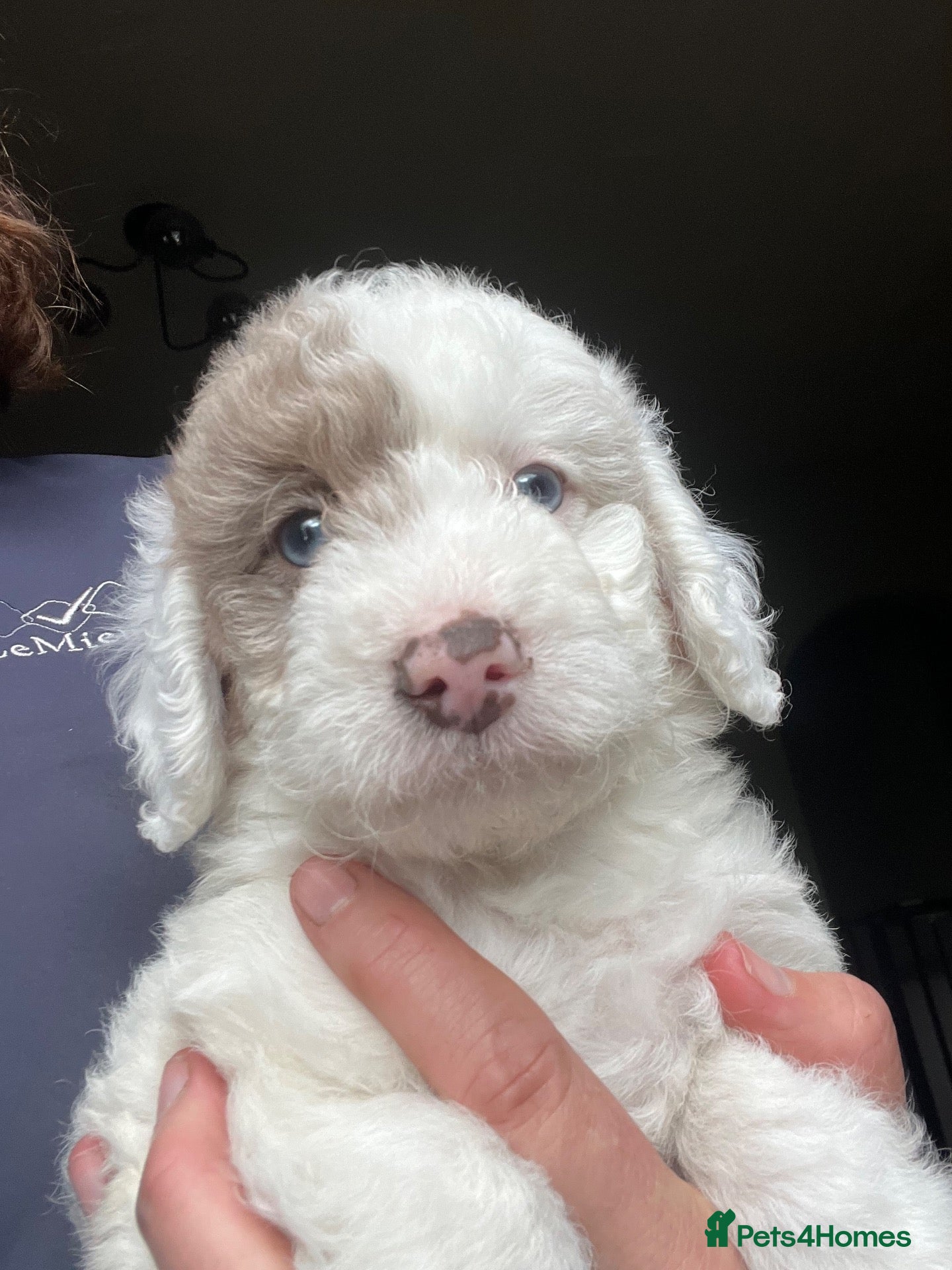 Bordoodle dogs F1b Bordoodle extensive genetic test clear - Advert 2