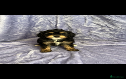 Cavapoo dogs for sale: Stunning rare colour F1 Cavapoo’s  - Image 6