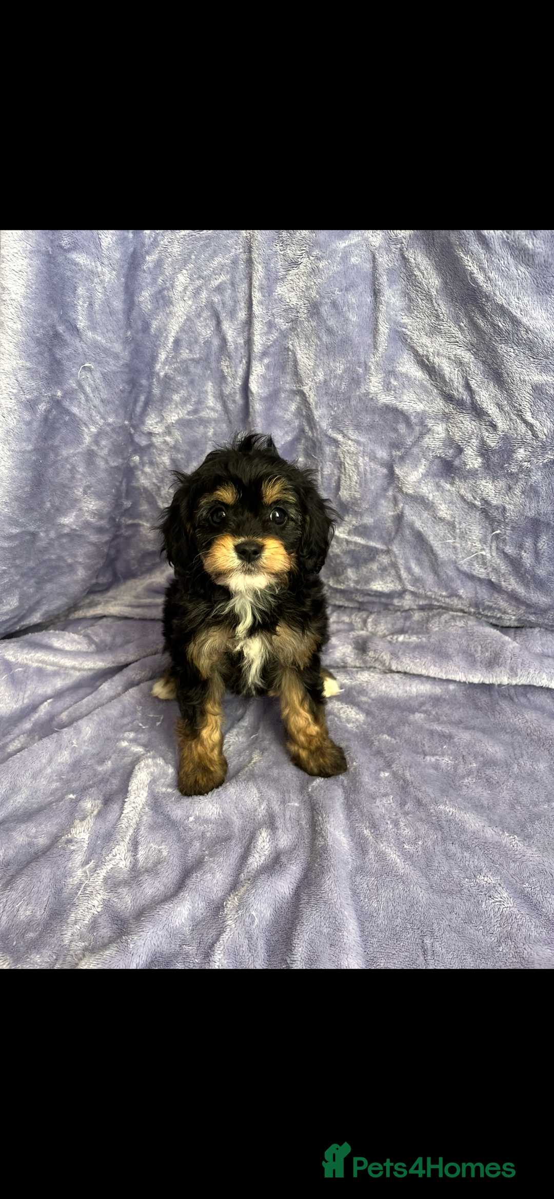 Cavapoo dogs for sale: Stunning rare colour F1 Cavapoo’s  - Image 6