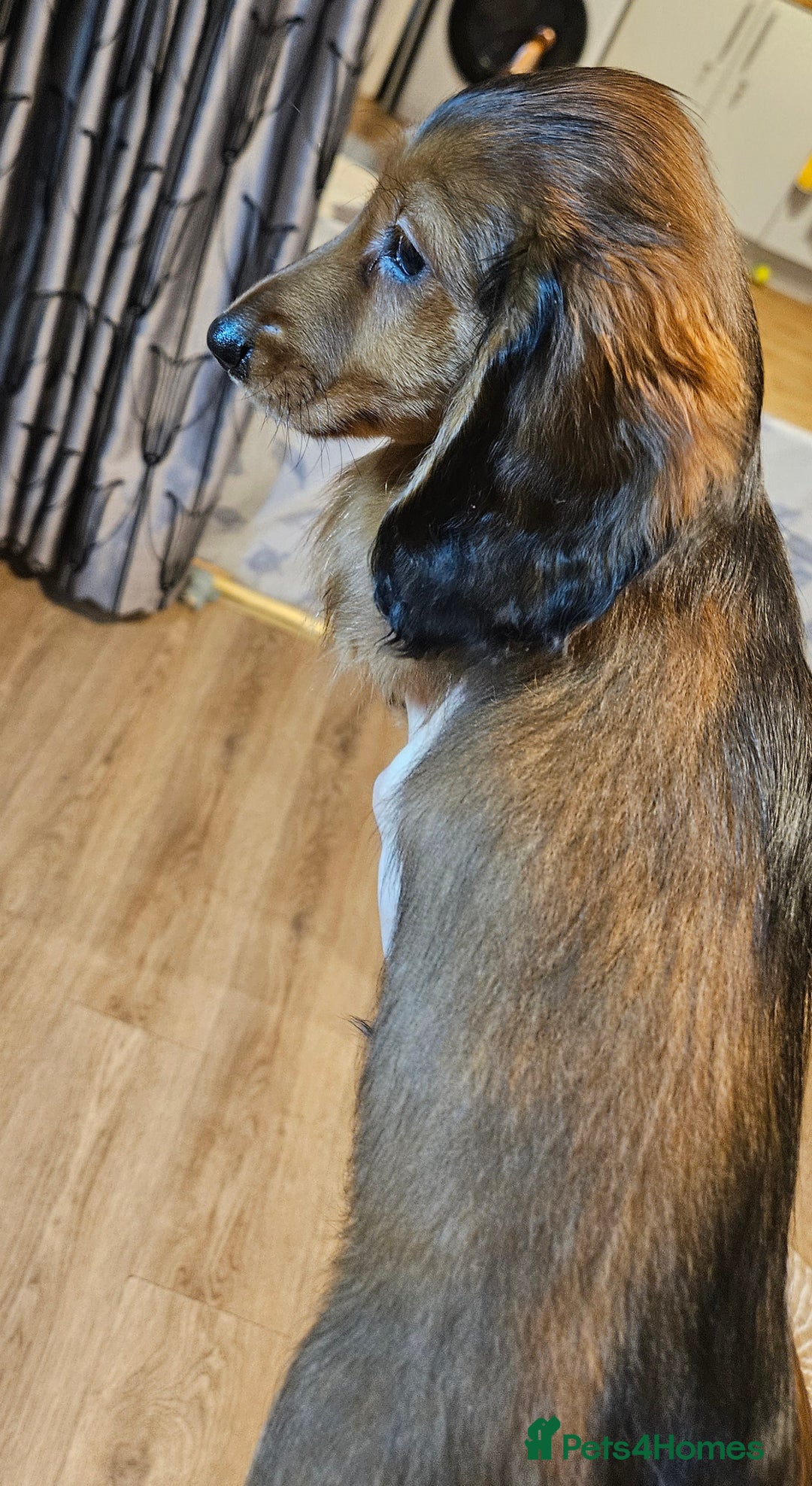 Miniature Dachshund dogs for sale: Ready now 🩵🩵🩵🩷 - Advert 27