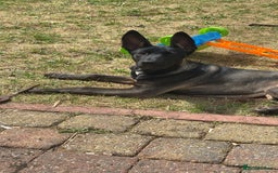 Mixed Breed dogs for sale: Staffy x Akita x ridgeback Girl  - Image 4