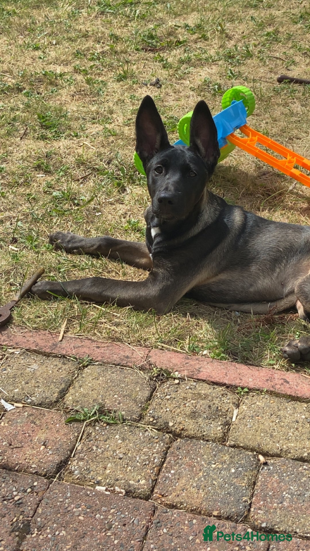 Mixed Breed dogs for sale: Staffy x Akita x ridgeback Girl  - Image 4