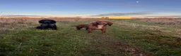 Cocker Spaniel dogs for sale: 4 Working Cocker Spaniel Puppies - Advert 14
