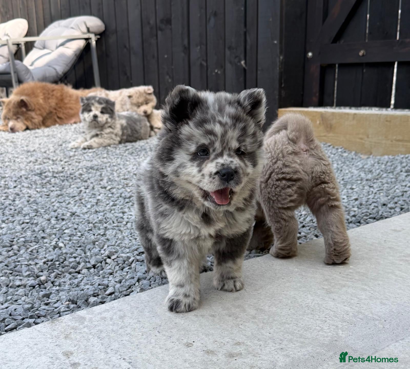 Chow Chow dogs Exotic colour pure chow chow puppies for sale  - Advert 2