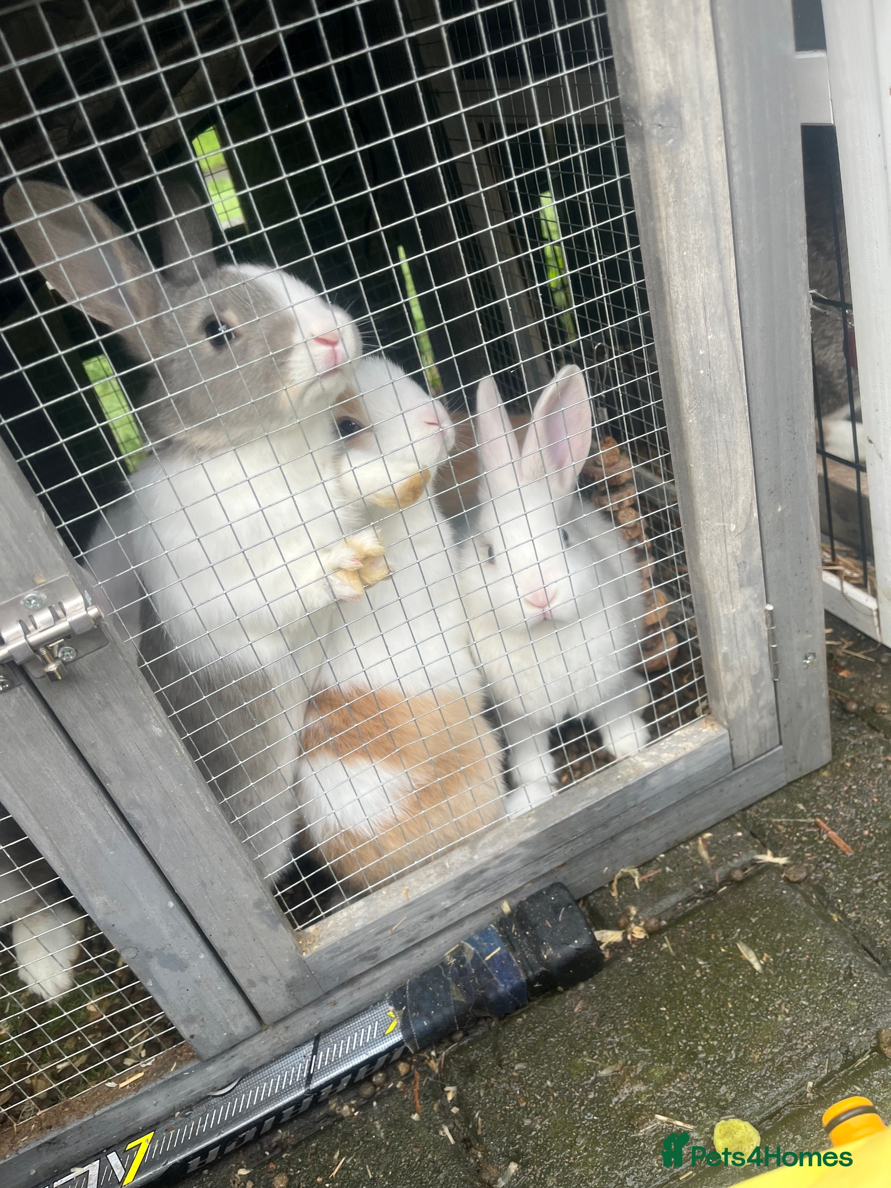 Mixed Breed rabbits Mini lop cross Dutch bunnies  - Advert 1