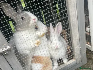 Mixed Breed rabbits Mini lop cross Dutch bunnies - Advert 1
