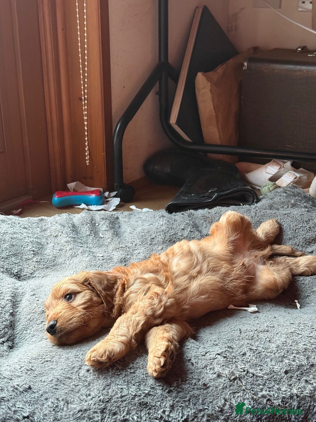 Cockapoo dogs for sale: Cockapoo puppies! - Advert 3