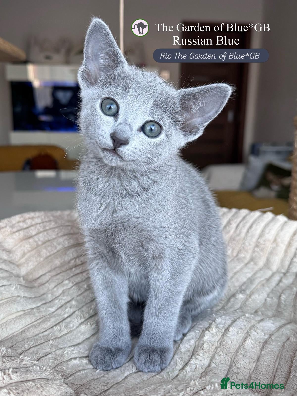 Russian Blue cats Stunning Russian Blue boy kitten  - Advert 1