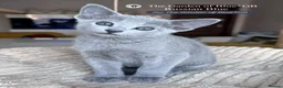 Russian Blue cats for sale: Stunning Russian Blue boy kitten  - Advert 1