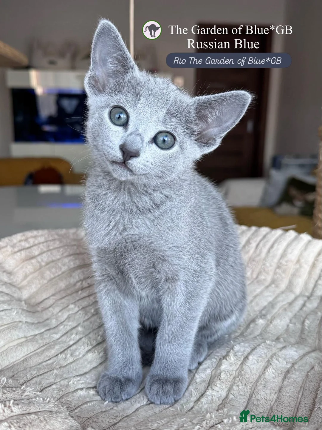 Russian Blue cats for sale: Stunning Russian Blue boy kitten  - Advert 1