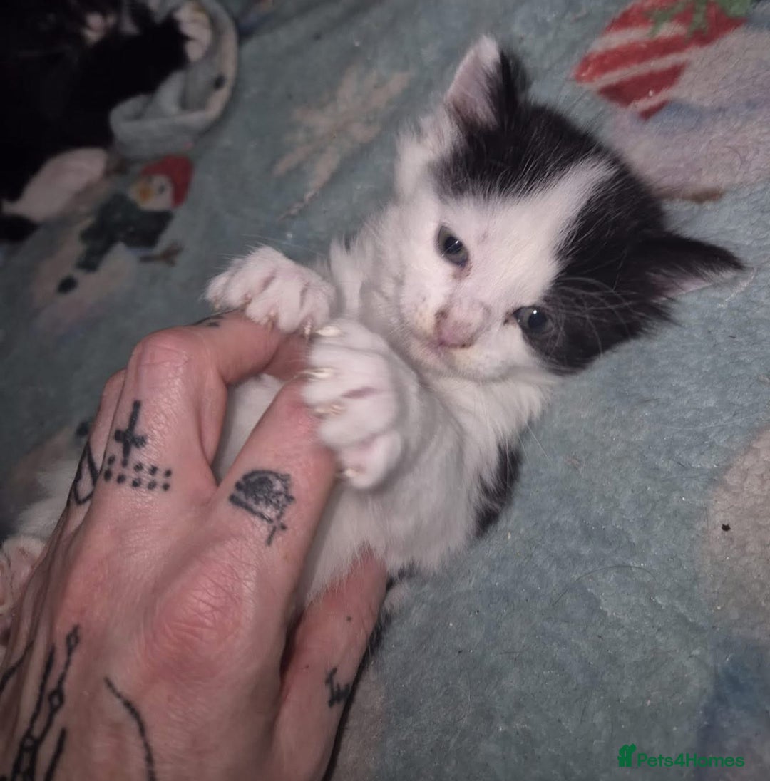 British Shorthair cats for adoption: OUR KITTENS HAVE HAD NO OFFERS 💔 - Image 2