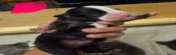 Old Tyme Bulldog dogs for sale: Old tyme bulldogs  in Batley - Advert 7