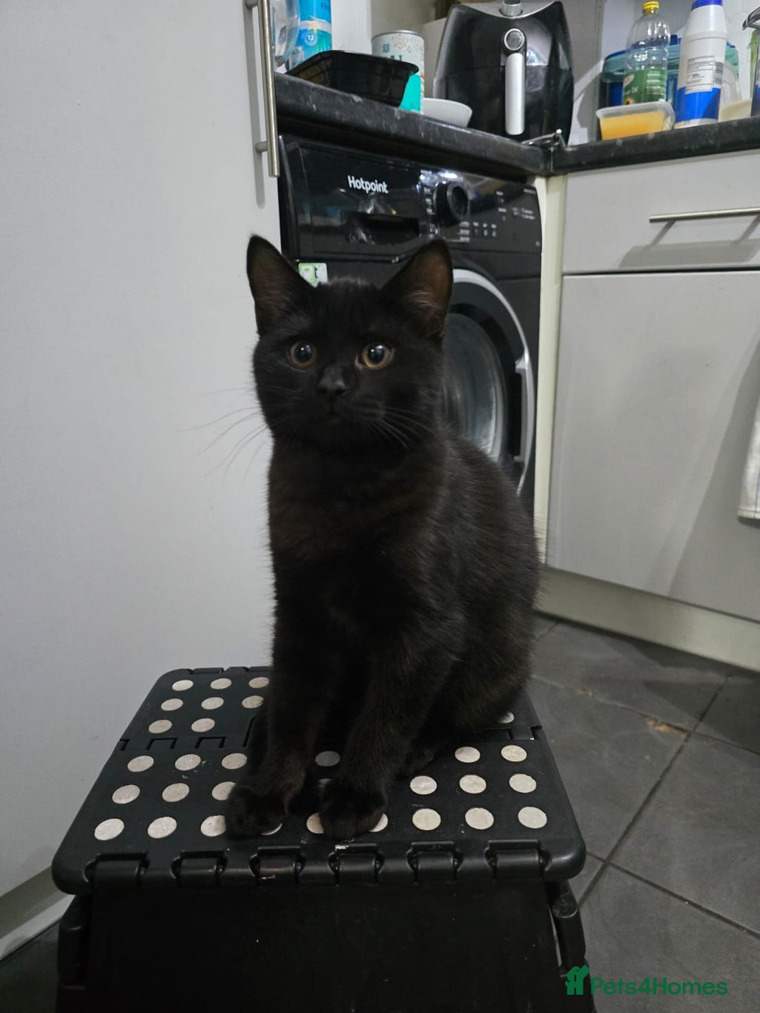 Mixed Breed cats for sale: British Short Hair and Tuxedo Cat Mix Breed  - Advert 5