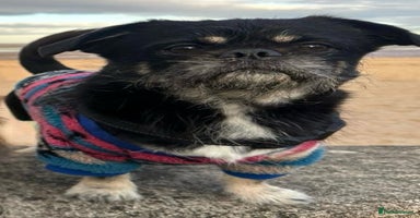 Mixed Breed dogs - Advert 8