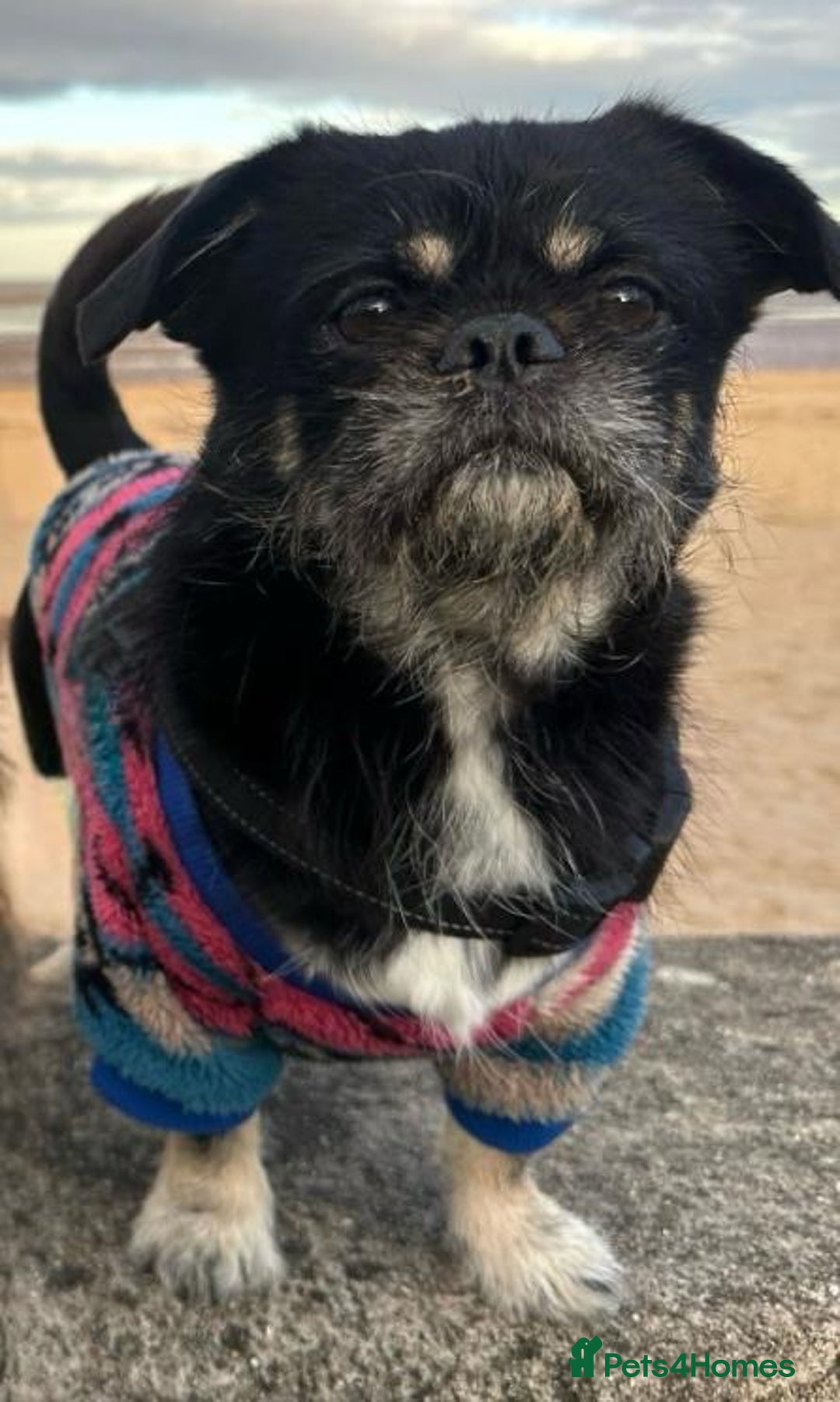 Mixed Breed dogs for sale: Algie - Image 2