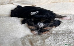 Yorkshire Terrier dogs for sale: DNA tested parents - Yorkie puppies  - Image 18