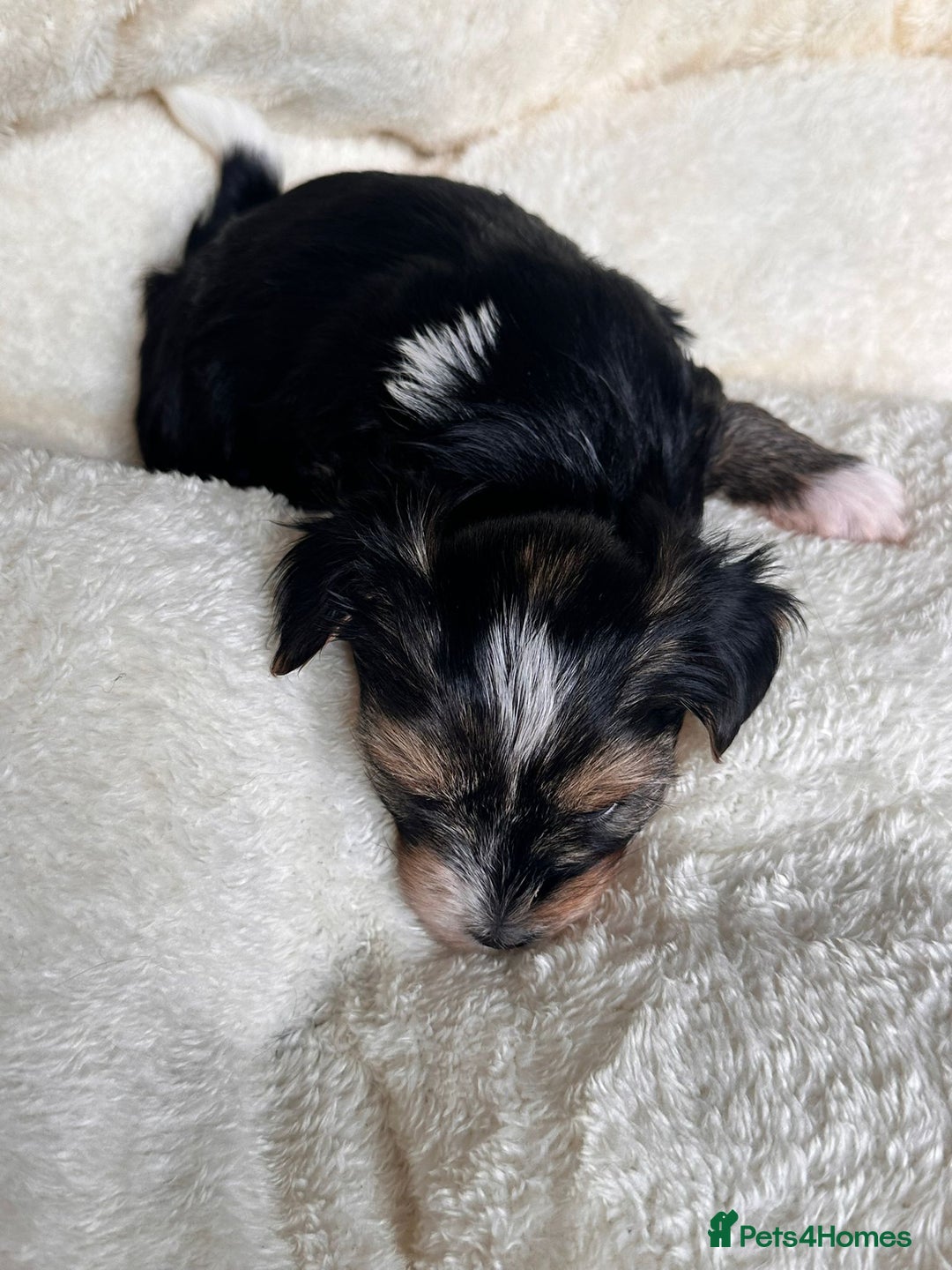 Yorkshire Terrier dogs for sale: DNA tested parents - Yorkie puppies  - Image 18