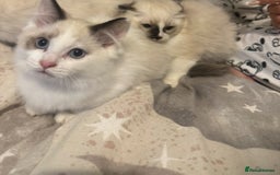 Ragdoll cats for sale: 5 ragdoll kittens GCCF  - Image 16