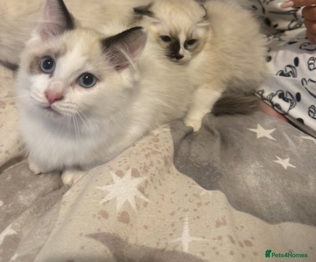 Ragdoll cats for sale: 5 ragdoll kittens GCCF  - Image 16