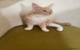 Maine Coon cats for sale: Ready Now! Pedigree Mainecoon kittens  - Image 5