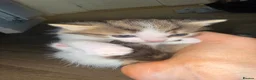 Mixed Breed cats for sale: 4 stunning kittens with unique markings for sale - Advert 5