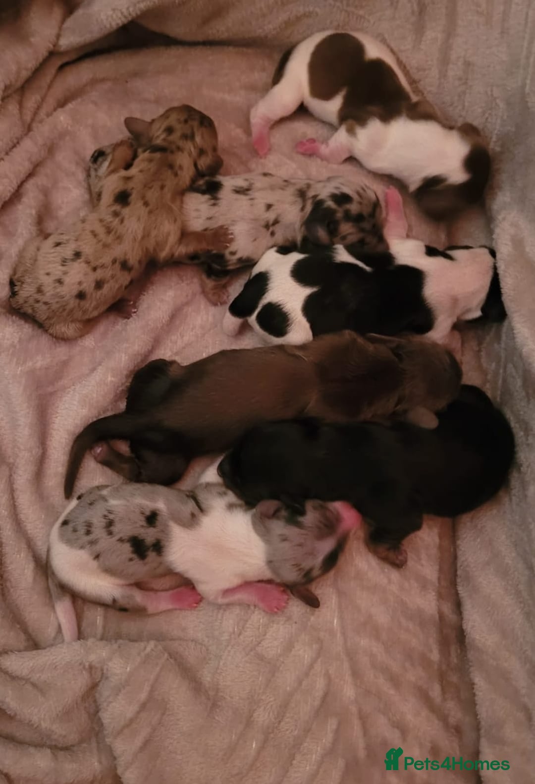 Miniature Dachshund dogs for sale: KC Reg Long-Haired Miniature Dachshund Puppies  - Advert 8