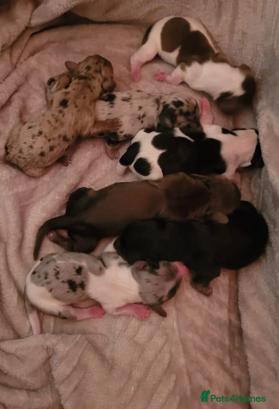 Miniature Dachshund dogs for sale: KC Reg Long-Haired Miniature Dachshund Puppies  - Advert 8