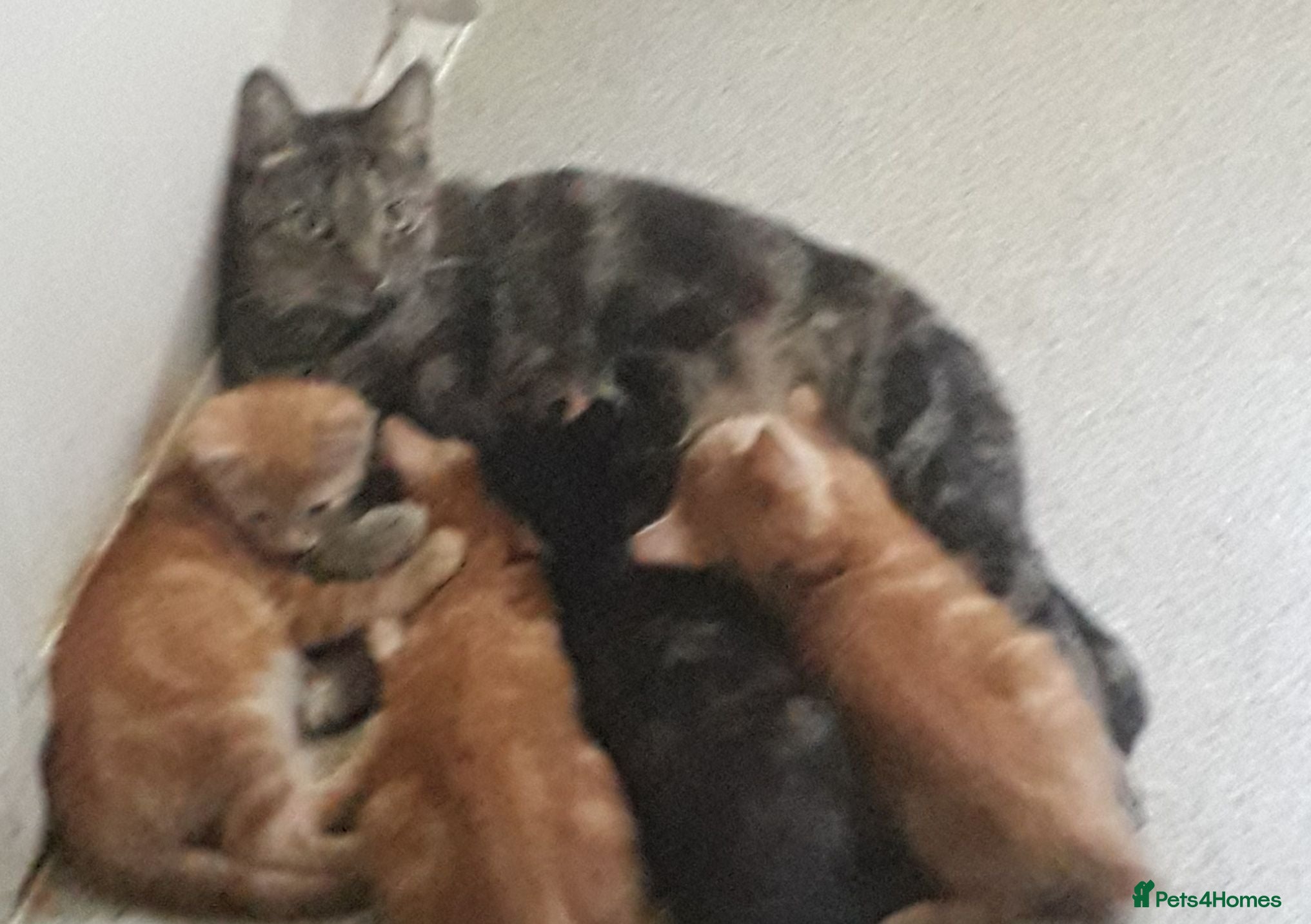 British Shorthair cats Male and female kittens  - Advert 1