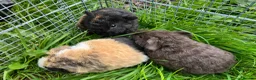 Guinea Pig rodents for sale: Pure bred Teddy boys/boars/males - Advert 2