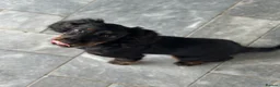 Cocker Spaniel dogs for sale: KC female working cocker  - Advert 2
