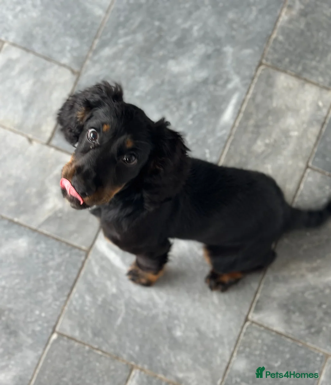 Cocker Spaniel dogs for sale: KC female working cocker  - Advert 2