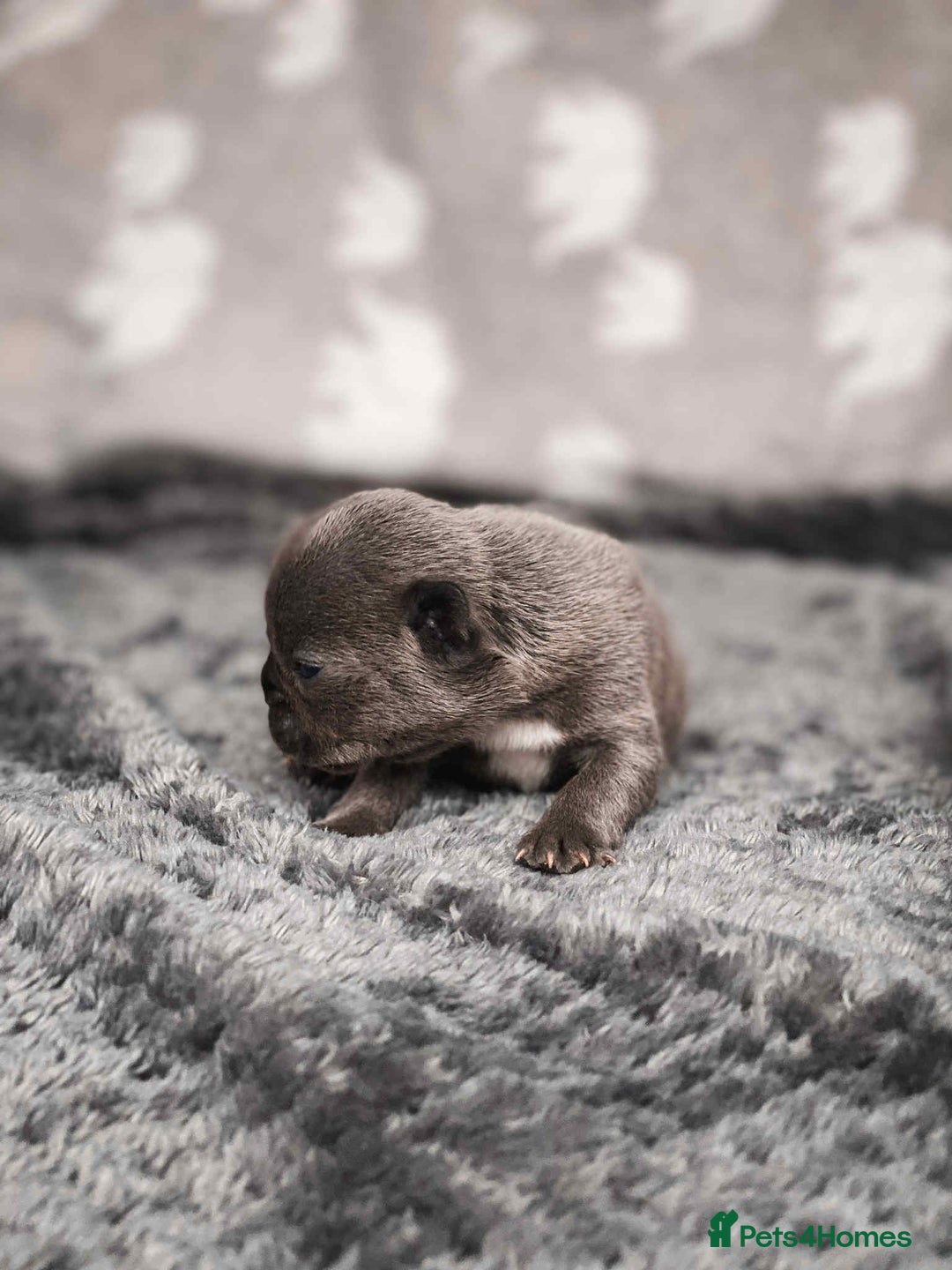 French Bulldog dogs for sale: French Bulldogs - Image 18